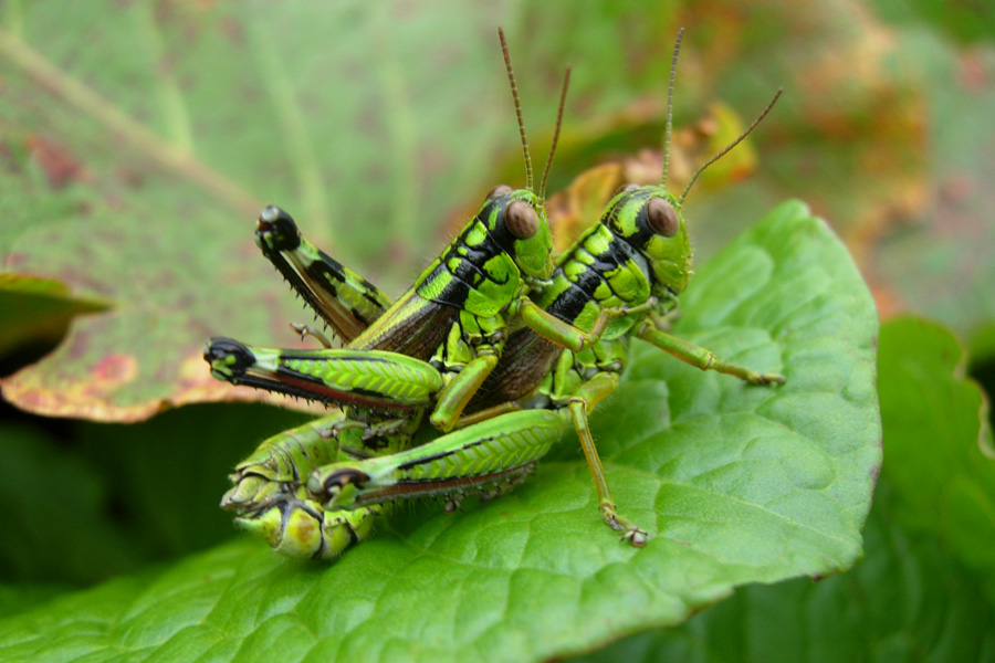 Ortotteri trentini: Decticus verrucivorus, Podisma pedestris